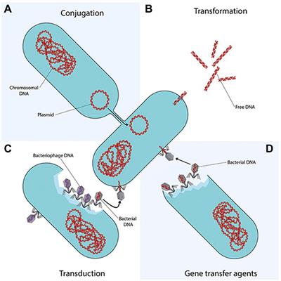 Inactivation of antibiotic-resistant bacteria and antibiotic-resistance genes in wastewater streams: Current challenges and future perspectives